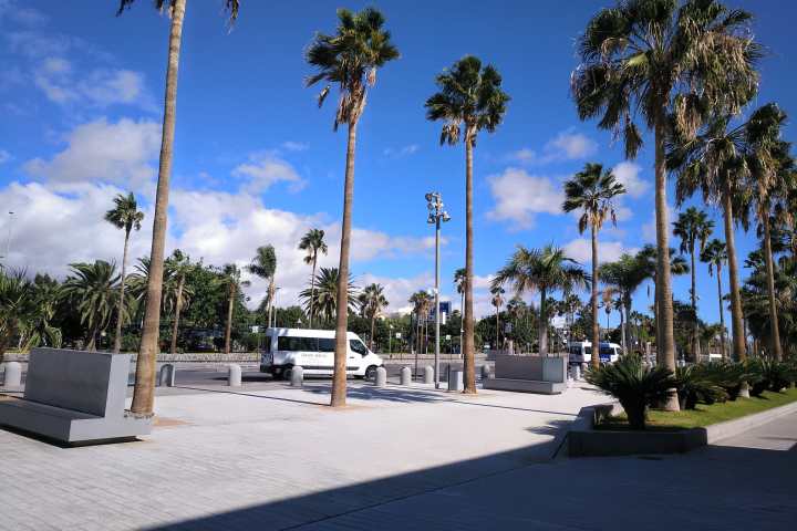 a palm tree on a street